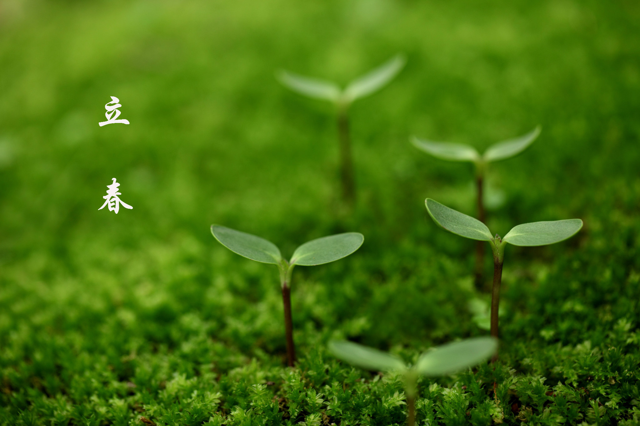 节气立春东风化雨万物苏